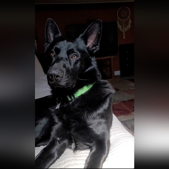 Meet my Hellhound Dexter 😈. He's a thief but loves respectful offers! - Picture 6 of 12